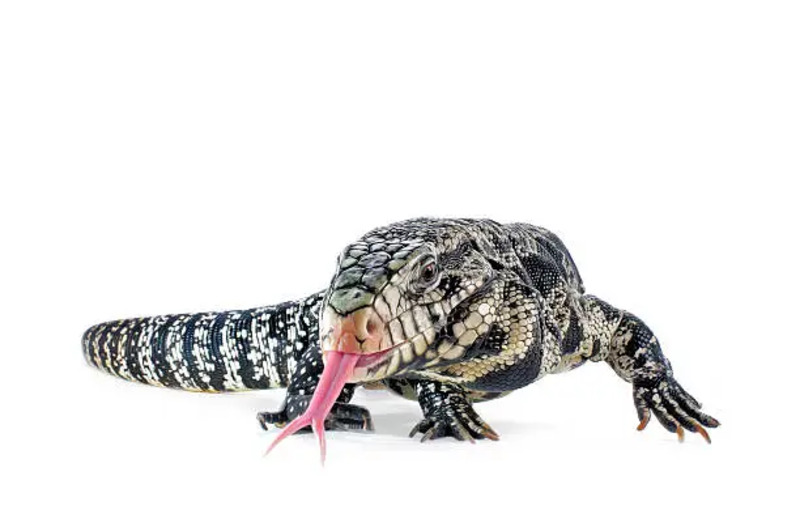 A large Tegu lizard basking under a heat lamp